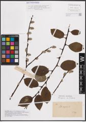 Foto von Salix caprea L.